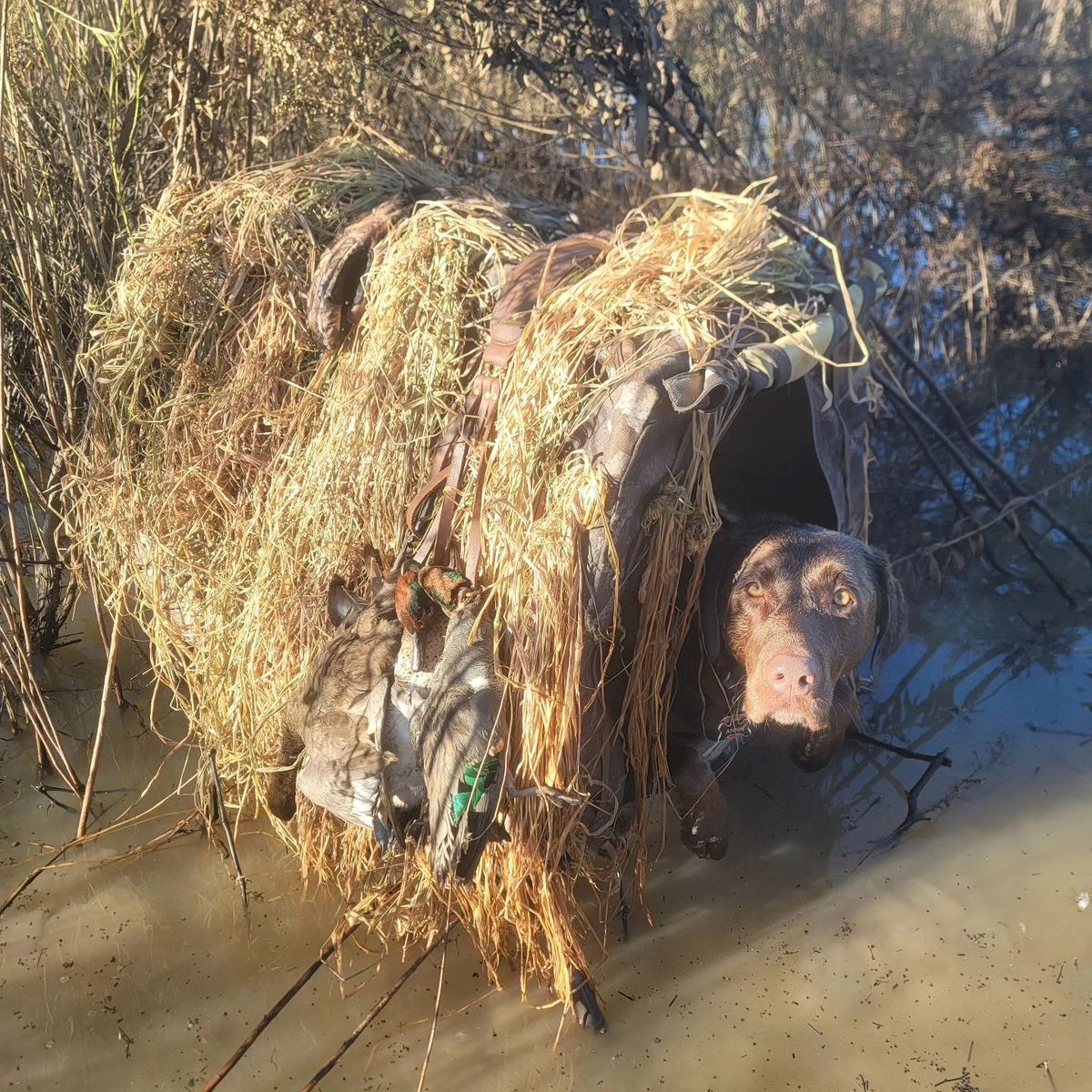 Annie tucked into the grass blind with the morning's ducks