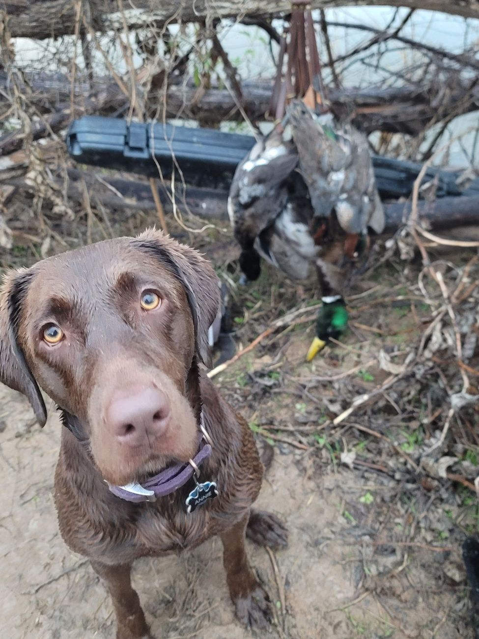 Annie, the chocolate Lab retriever, with a duck at the water's edge