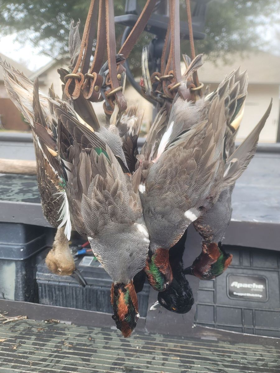 Ducks hanging from the boat rack after a hunt
