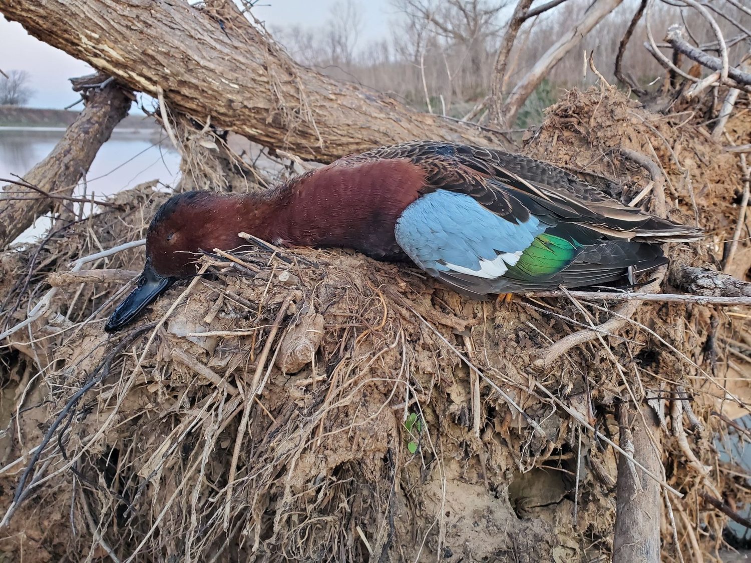 A drake teal shown in detail on a log