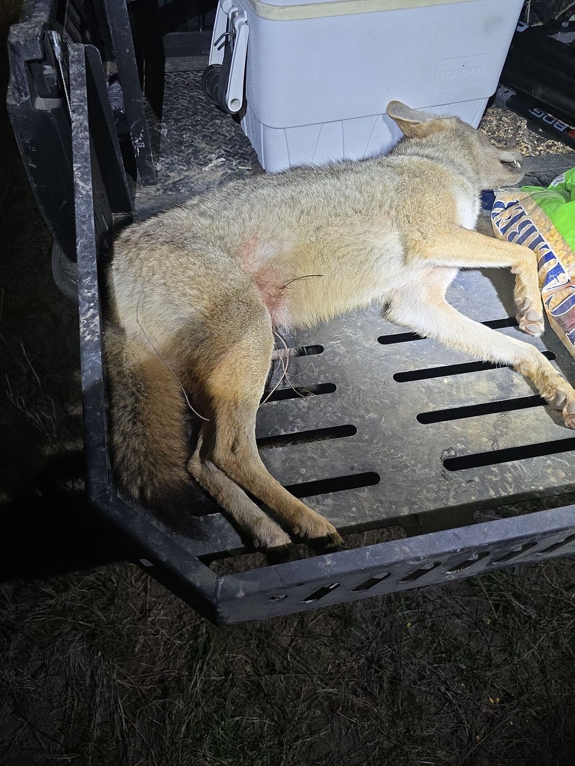 A coyote taken on a South Texas predator hunt