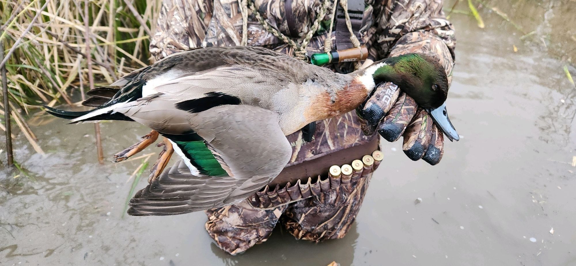 A drake mallard held over the water at first light with the decoy spread behind