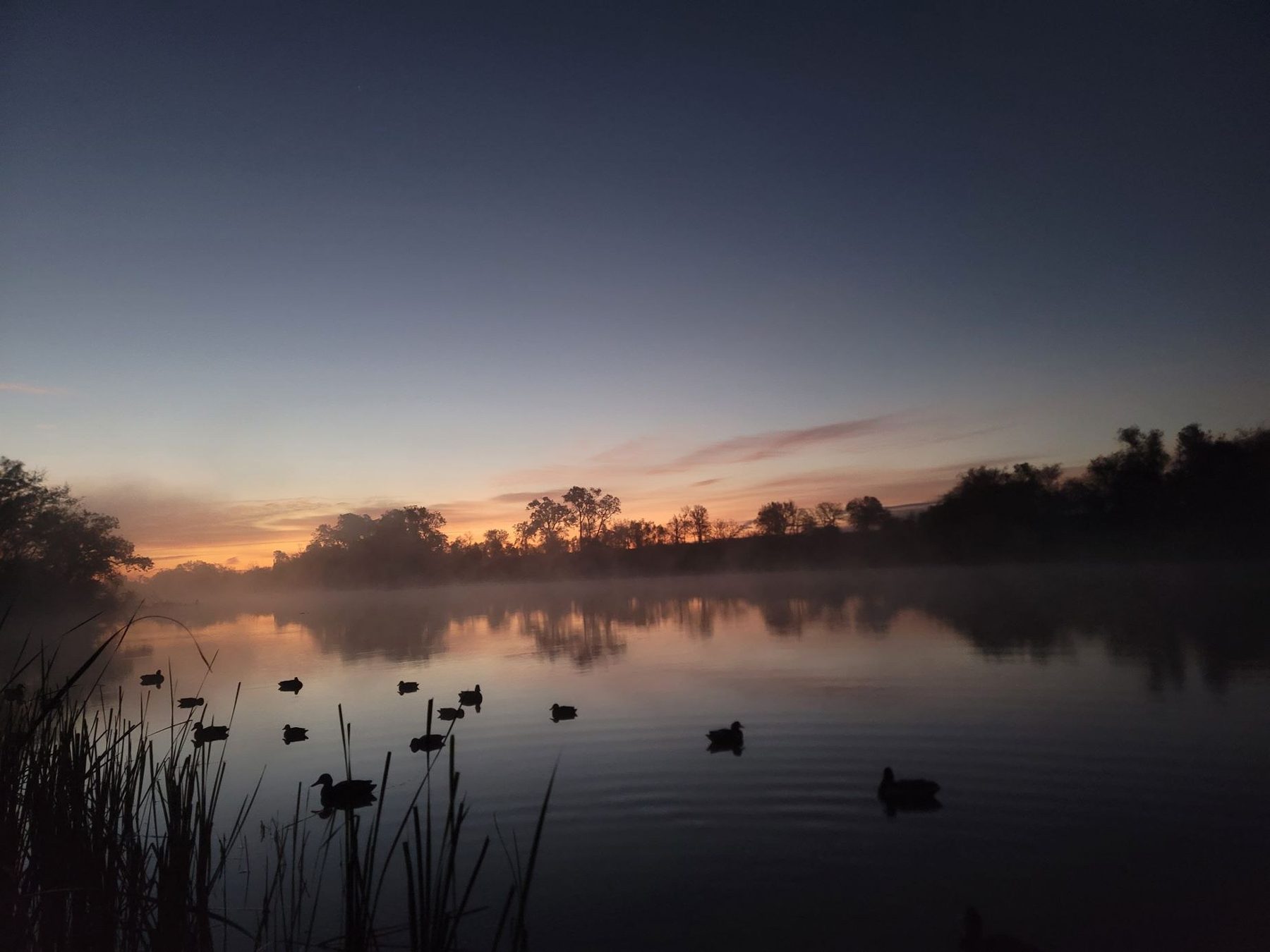 Marsh at first light with decoys out and a misty treeline