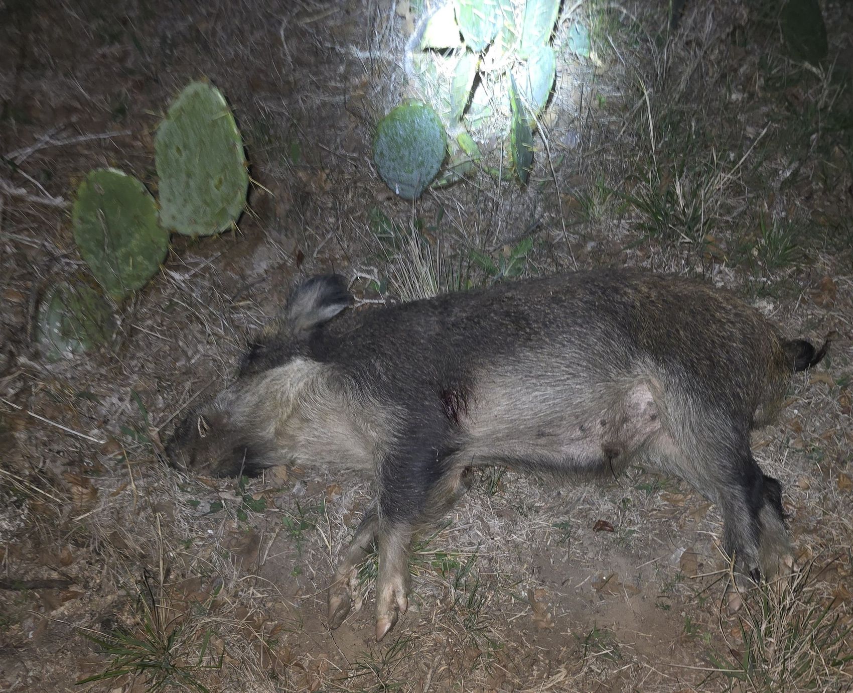 Wild hog in the South Texas brush country