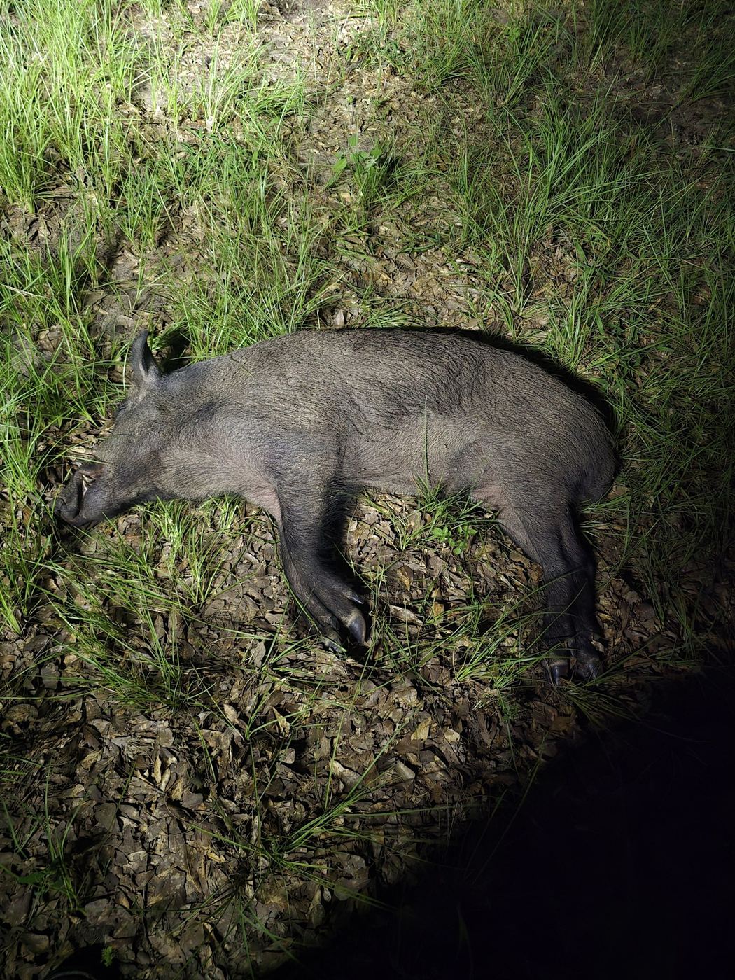 A wild hog taken on a South Texas hunt