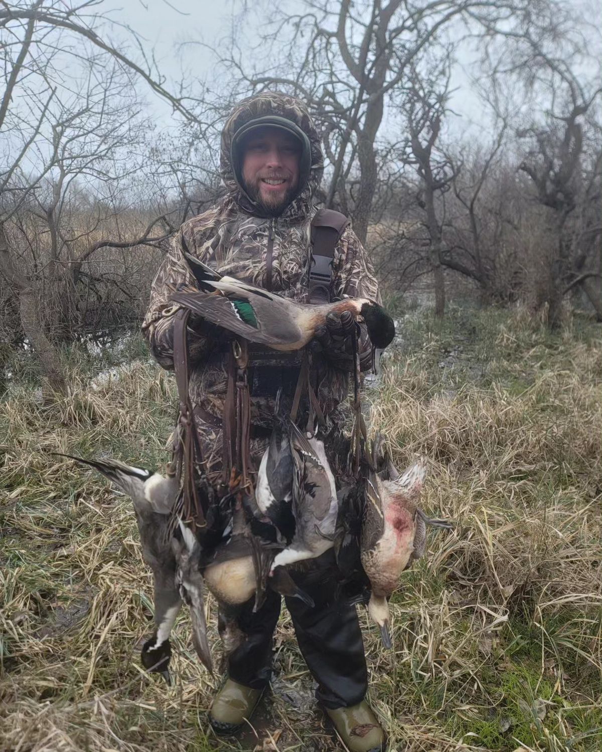 A strap of pintail with the willows behind