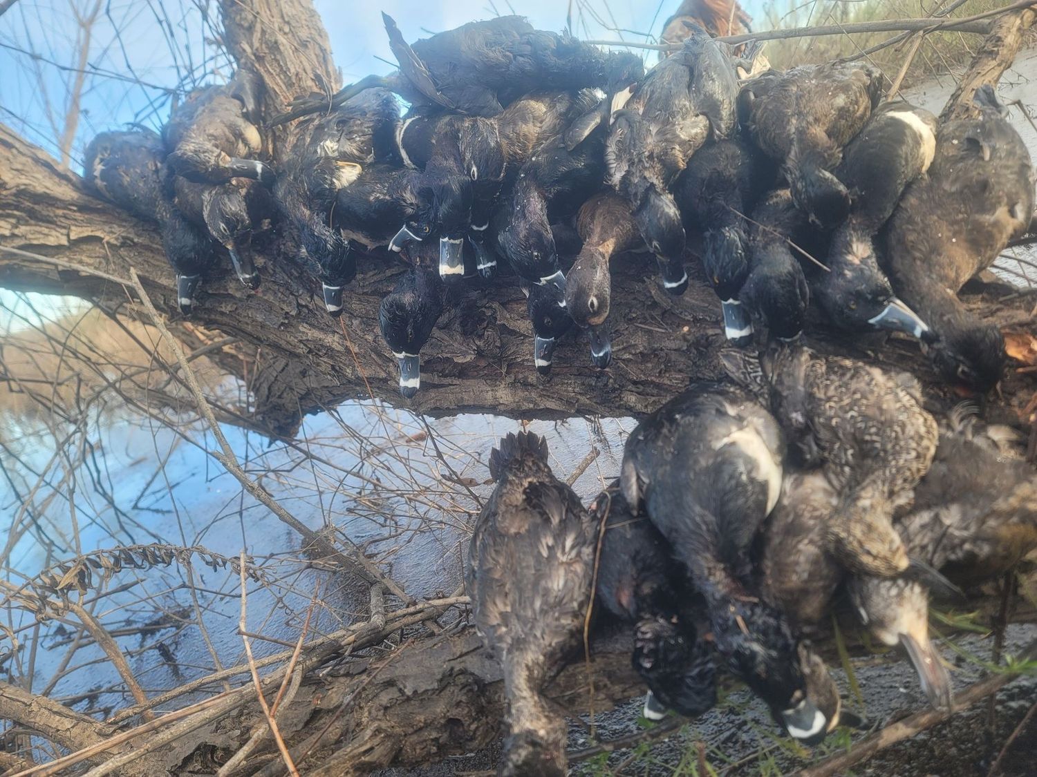 A strap of ducks hung on a log over the water