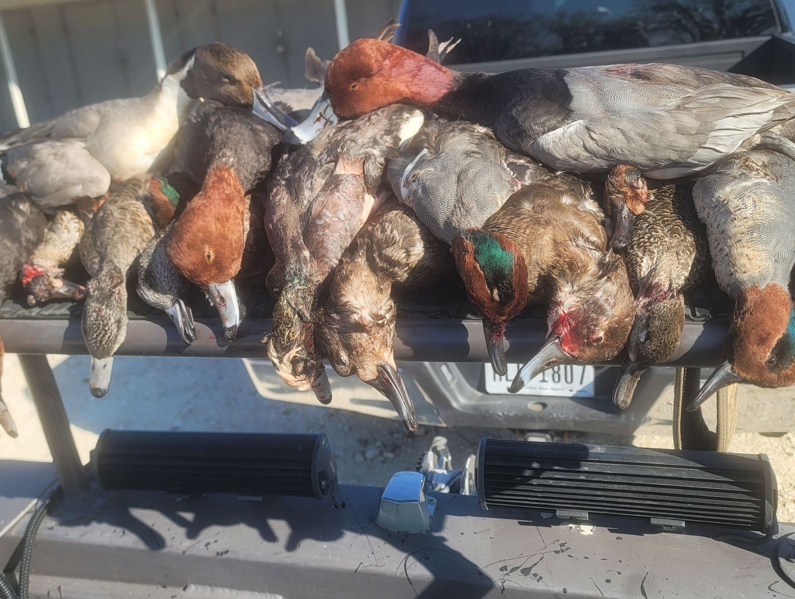 Colorful strap of Central Texas ducks on the tailgate
